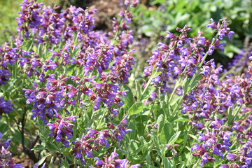 Obraz premium Salvia officinalis bleue