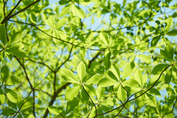 Fototapeta na wymiar 金勝アルプスの新緑の木々