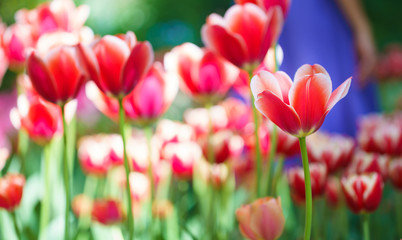 Flowers in Botanic garden