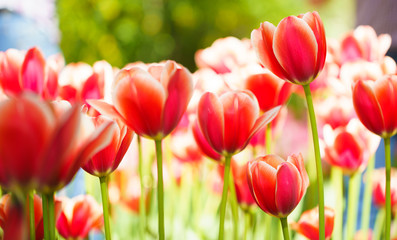 Flowers in Botanic garden