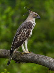 Crested Hawk Eagle