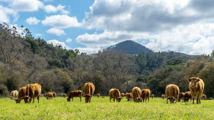 Grazing herd of cows on a field in front of mountain	under a cloudy sky. One cow looks to the viewer.