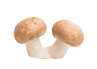 royal mushrooms isolated
