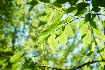 金勝アルプスの新緑の木々