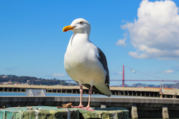 Fototapeta na wymiar Seagull with golden gate bridge