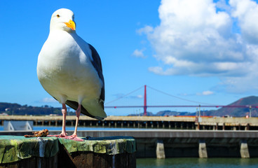 Seagull with golden gate bridge