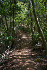 金勝アルプス登山道