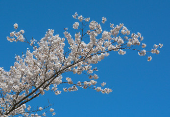 Cherry Blossoms in Bloom