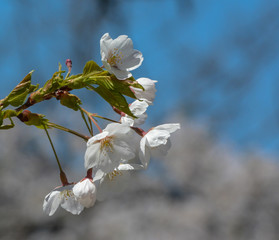 Cherry Blossoms in Bloom