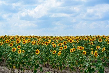 Defocused  big blue sky and a field of sunflowers.