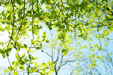 金勝アルプスの新緑の木々