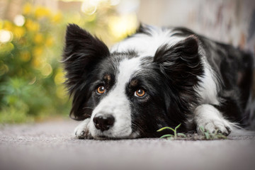border collie dog portrait	