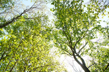 金勝アルプスの新緑の木々