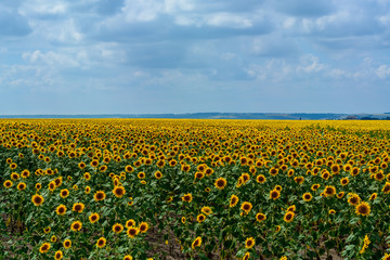 Defocused  big blue sky and a field of sunflowers.