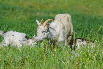 goat and small goat in a meadow.