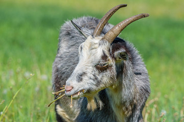 domestic goat grazing in the meadow.