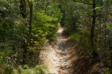 金勝アルプス登山道