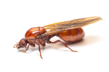 Subterranean ant isolated on white background.