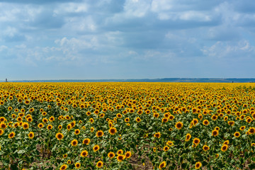 Defocused  big blue sky and a field of sunflowers.