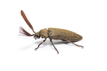 Callirhipidae beetle isolated on white background