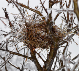 ice birdnest