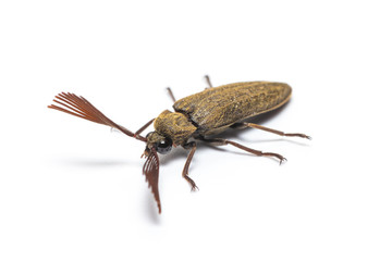 Callirhipidae beetle isolated on white background