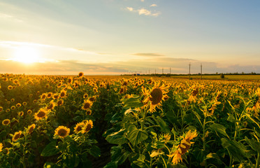 Defocused beautiful yellow sunset over sunflower field. Landscape, wide view.