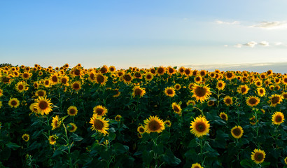 Fototapeta premium defocused beautiful yellow sunflower field