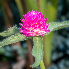 Gomphrena Flower