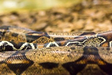 Boa constrictor snake jiboia in close up.