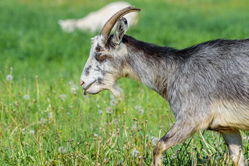 domestic goat grazing in the meadow.
