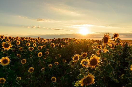De-focused beautiful yellow sunset over sunflower field. Landscape, wide view.