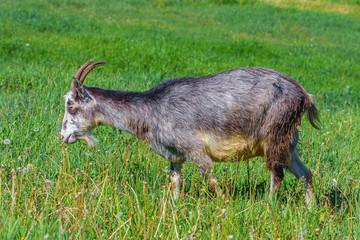 domestic goat grazing in the meadow.