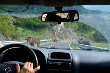 Gruzja, krowy na drodze przed samochodem