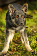 shepherd puppy on grass background