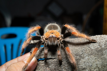 Mexican Fireleg tarantula(Brachypelma Boehmei) on cork bark. Selective Focus.