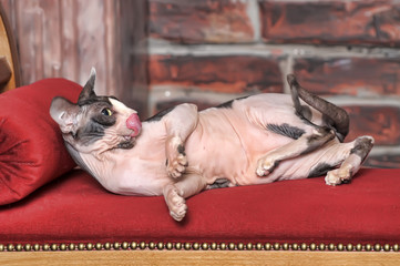 white with a gray cat the sphinx lies on a couch in funny poses