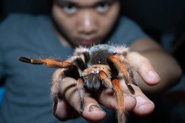 Mexican Fireleg tarantula(Brachypelma Boehmei) with blurred human face. Selective Focus.