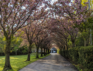 Fototapeta na wymiar Cherry blossom driveway