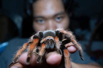 Mexican Fireleg tarantula(Brachypelma Boehmei) with blurred human face. Selective Focus.