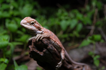 Pogona or also known as bearded dragon stays on cork woods with green nature background at night.