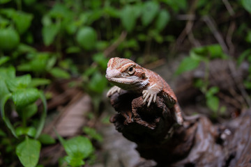 Pogona or also known as bearded dragon stays on cork woods with green nature background at night.