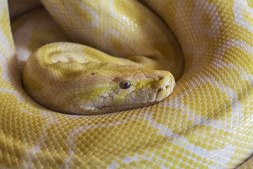 YELLOW PHYTON FACE