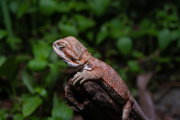 Pogona or also known as bearded dragon stays on cork woods with green nature background at night.