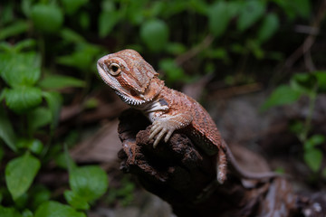 Pogona or also known as bearded dragon stays on cork woods with green nature background at night.