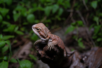 Pogona or also known as bearded dragon stays on cork woods with green nature background at night.