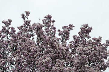 Fiori rosa verso cielo