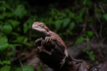 Pogona or also known as bearded dragon stays on cork woods with green nature background at night.