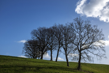 Fototapeta premium Lined trees in farm land UK