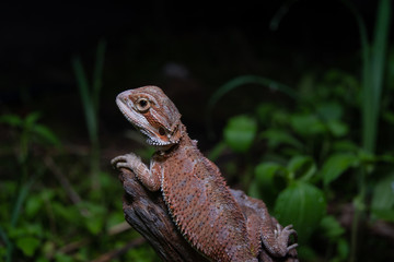 Pogona or also known as bearded dragon stays on cork woods with green nature background at night.